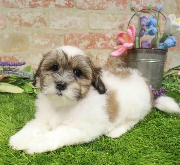 Male Teddy Bear puppy named Kai for sale at Waggles Charlotte.