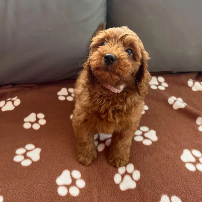 Male Mini Goldendoodle 2nd Gen Puppy for Sale in Charlotte, NC