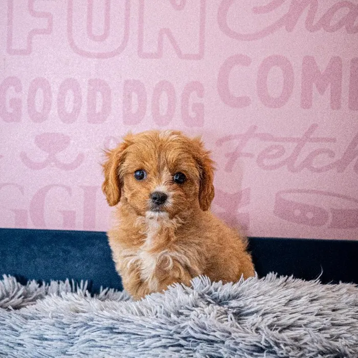 Female Cavapoo puppy named Nala for sale at Waggles Greensboro.