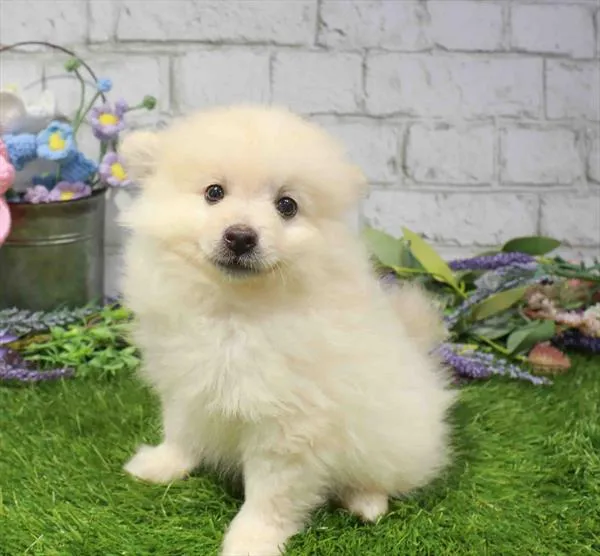 Male Pomeranian puppy named Clarke for sale at Waggles Charlotte.