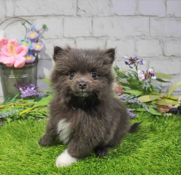Male Pomeranian puppy for sale at Waggles Greensboro.