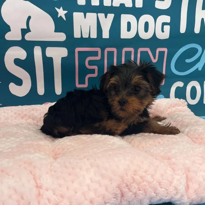 Female Yorkie Puppy for Sale in Charlotte, NC