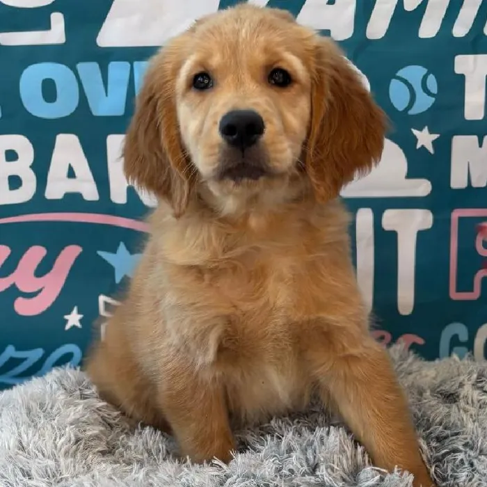Female Golden Retriever Puppy for Sale in Charlotte, NC