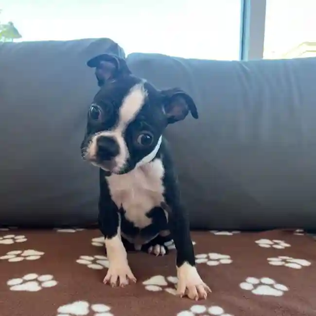 Male Boston Terrier Puppy for Sale in Charlotte, NC