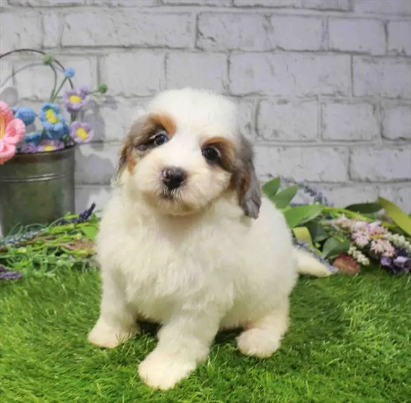 Female Hybrid puppy named Dior for sale at Waggles Raleigh.
