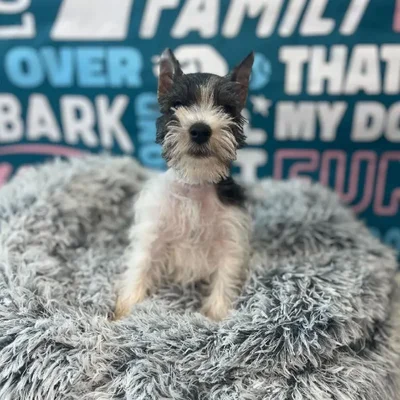 Male Mini Schnauzer Puppy for Sale in Charlotte, NC