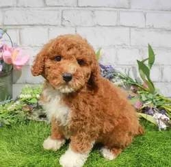 Male Bichapoo puppy named Howard for sale at Waggles Charlotte.