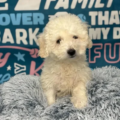 Male Bichapoo Puppy for Sale in Charlotte, NC