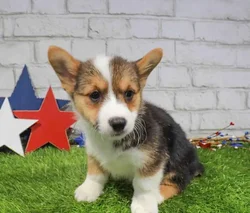 Female Pembroke Welsh Corgi puppy named Tesni for sale at Waggles Greensboro.