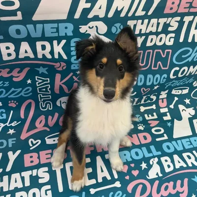 Male Collie Puppy for Sale in Charlotte, NC