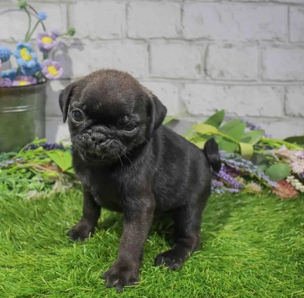Female Pug puppy named Dorothy for sale at Waggles Raleigh.
