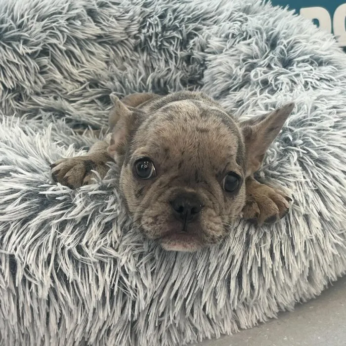 Female French Bulldog puppy named Stella for sale at Waggles Charlotte.