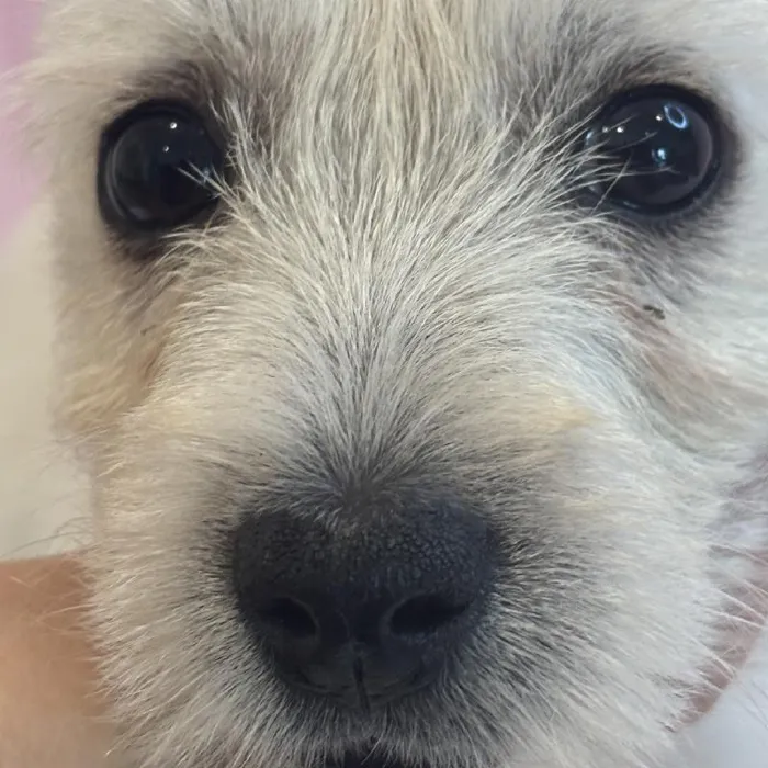 Female West Highland White Terrier Puppy for Sale in Greensboro, NC