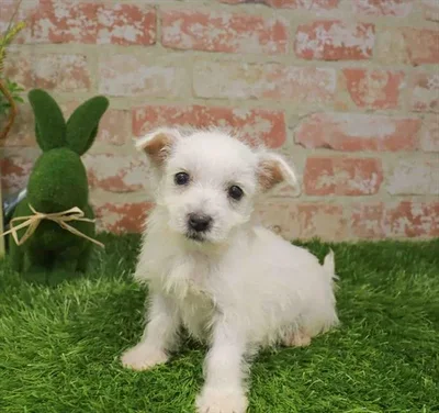 Male West Highland White Terrier puppy named Rex for sale at Waggles Charlotte.