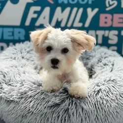 Male Teddy Bear puppy named Lake for sale at Waggles Charlotte.
