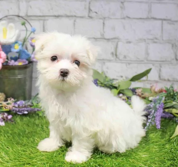 Female Maltese puppy named Elsa for sale at Waggles Charlotte.