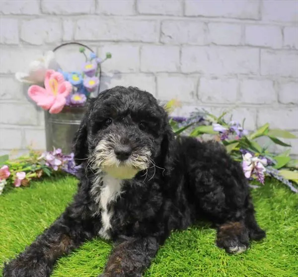 Female Mini Sheepadoodle 2Nd Gen puppy named Sarabi for sale at Waggles Greensboro.