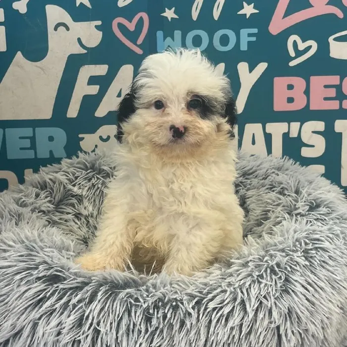 Male Mini Bernedoodle 2Nd Gen puppy named Scout for sale at Waggles Charlotte.