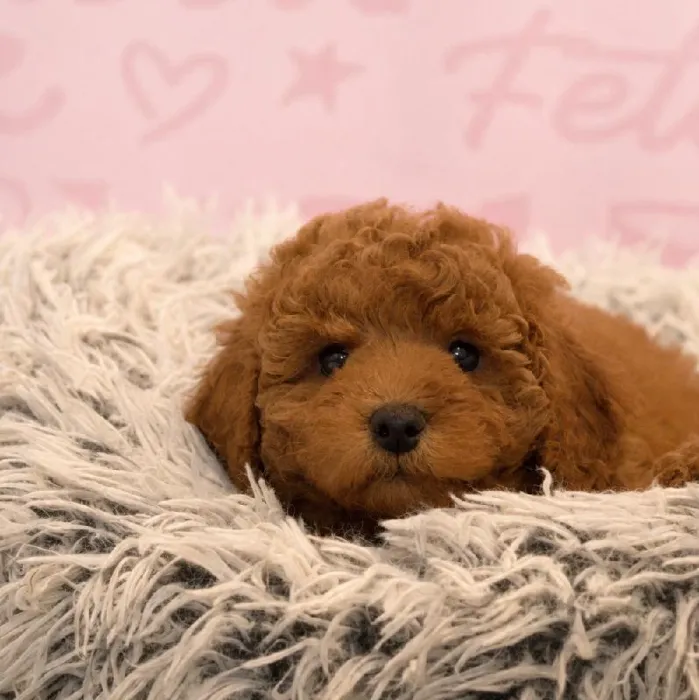 Male Mini Goldendoodle 2Nd Gen puppy named Elton for sale at Waggles Greensboro.