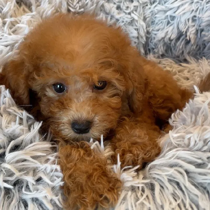 Female Mini Goldendoodle 2nd Gen Puppy for Sale in Greensboro, NC
