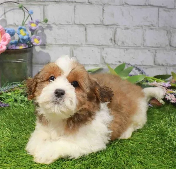 Male Shipoo puppy named Cooper for sale at Waggles Charlotte.
