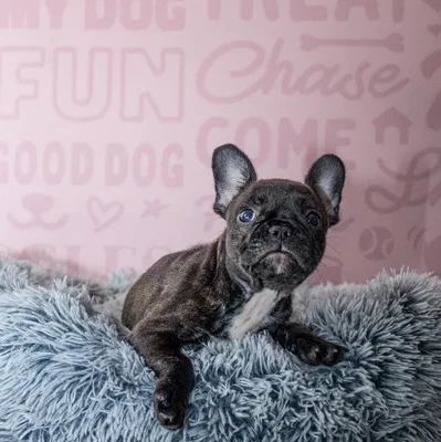 Female French Bulldog Puppy for Sale in Greensboro, NC