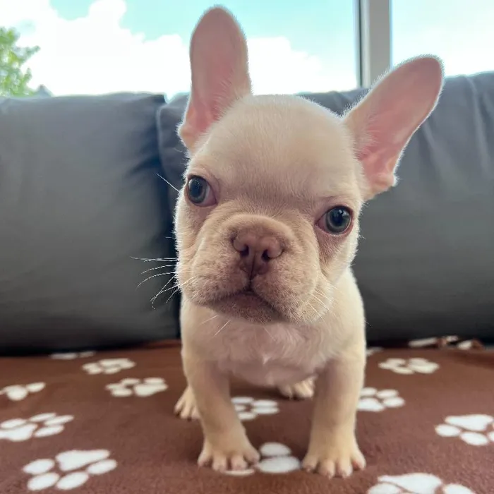 Male French Bulldog Puppy for Sale in Charlotte, NC