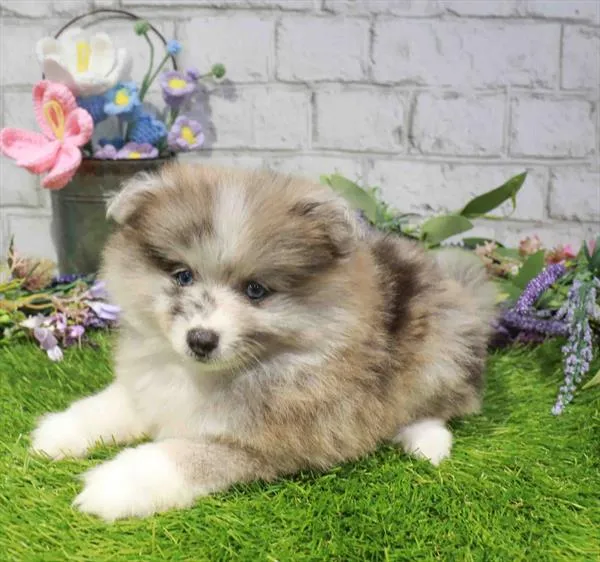 Male Pomeranian puppy named Queso for sale at Waggles Charlotte.