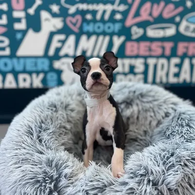 Male Boston Terrier Puppy for Sale in Charlotte, NC