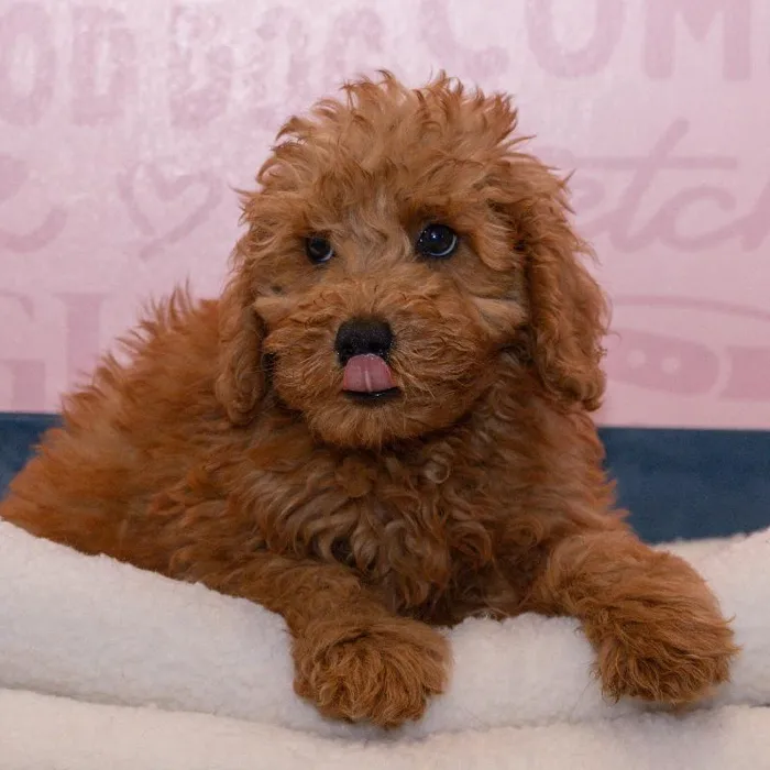 Male Mini Goldendoodle 2Nd Gen puppy named Strudle for sale at Waggles Greensboro.