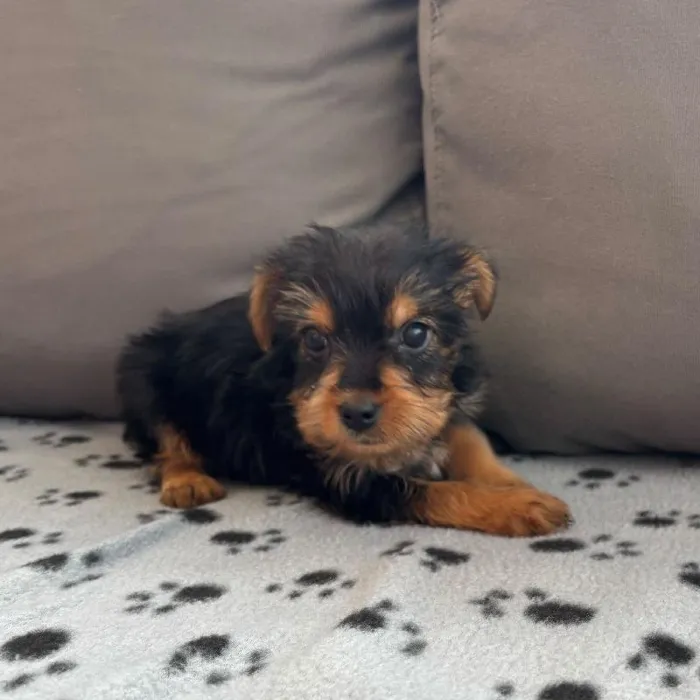 Female Yorkie Puppy for Sale in Charlotte, NC