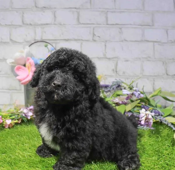 Male Poodle puppy named Mufasa for sale at Waggles Greensboro.