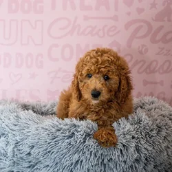 Male Mini Goldendoodle 2Nd Gen puppy named Kai for sale at Waggles Greensboro.
