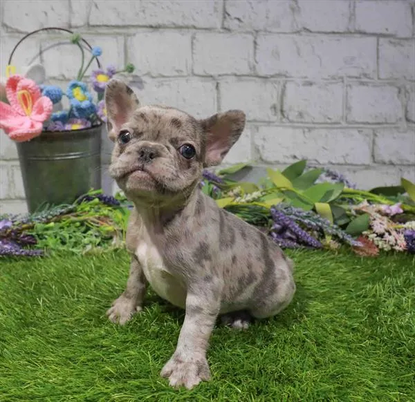 Male French Bulldog puppy named Bruno for sale at Waggles Greensboro.