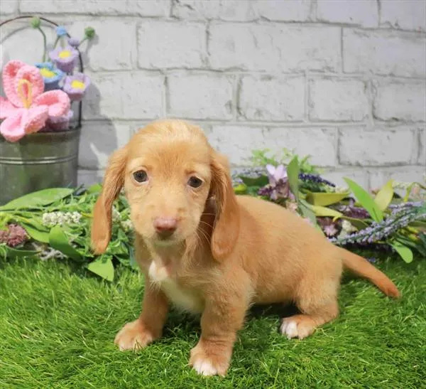 Female Dachshund puppy named Lemon for sale at Waggles Charlotte.