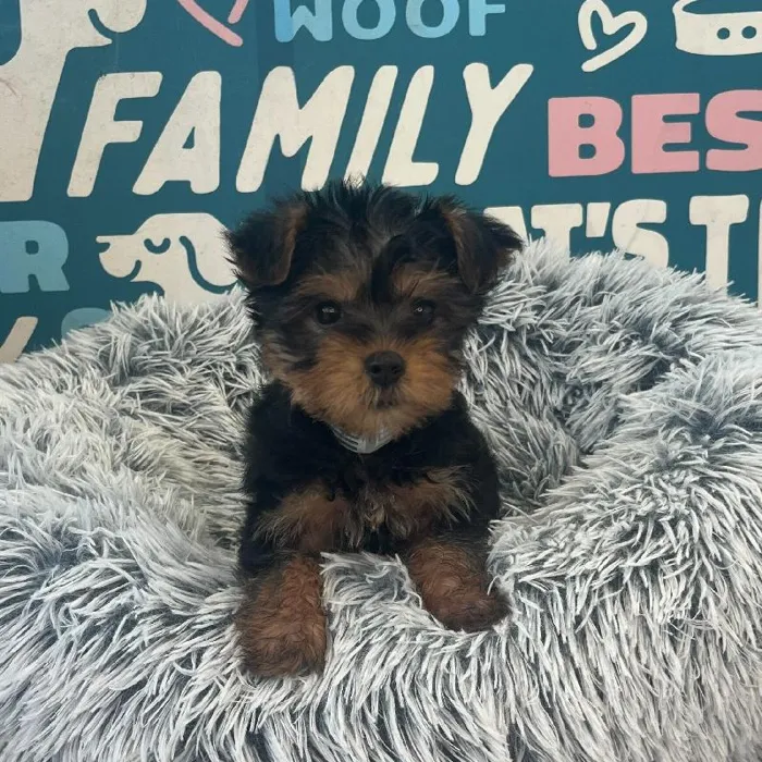 Male Silky Terrier puppy named Max for sale at Waggles Charlotte.