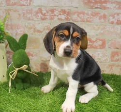 Male Beagle puppy for sale at Waggles Charlotte.