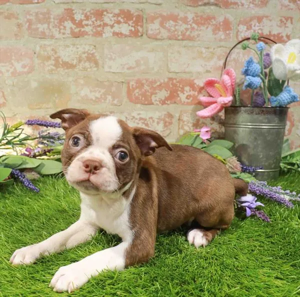 Male Boston Terrier puppy named Sailor for sale at Waggles Greensboro.