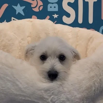 Female West Highland White Terrier puppy named Aria for sale at Waggles Greensboro.