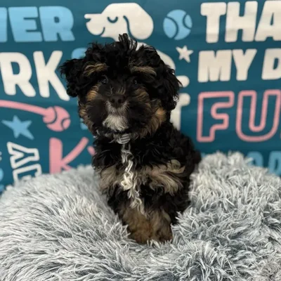 Female Havapoo Puppy for Sale in Charlotte, NC