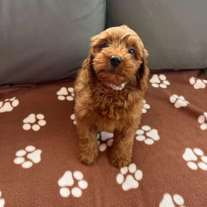 Male Mini Goldendoodle 2nd Gen Puppy for Sale in Charlotte, NC