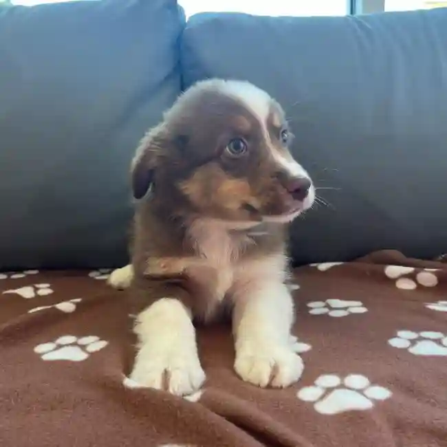 Male Mini Aussie Puppy for Sale in Charlotte, NC