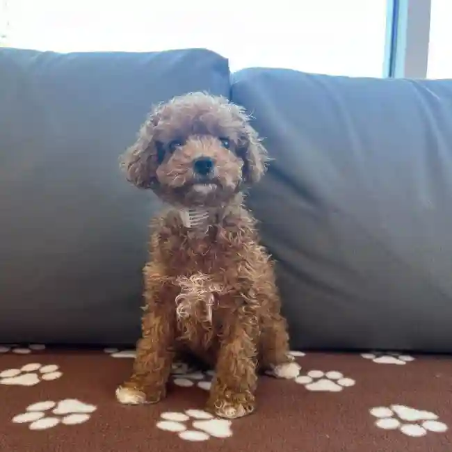 Male Cavapoo Puppy for Sale in Charlotte, NC