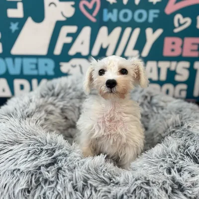 Male Schnoodle Puppy for Sale in Charlotte, NC