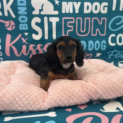 Male Dachshund Puppy for Sale in Charlotte, NC
