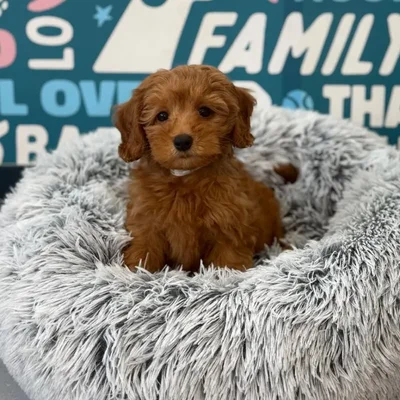 Female Mini Goldendoodle 2nd Gen Puppy for Sale in Charlotte, NC