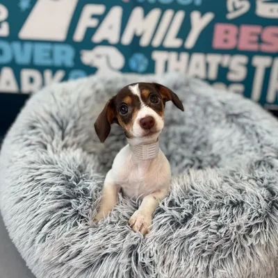 Female Dachshund Puppy for Sale in Charlotte, NC