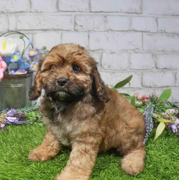 Female Cavapoo puppy for sale at Waggles Charlotte.