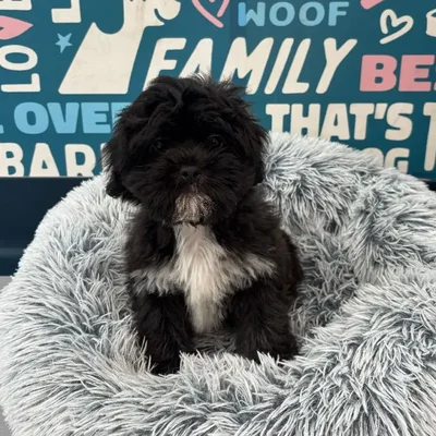 Female Teddy Bear puppy named Iris for sale at Waggles Charlotte.