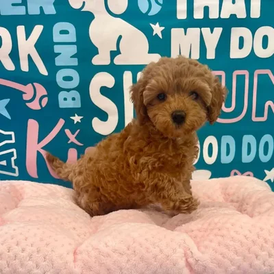 Female Cavapoo Puppy for Sale in Charlotte, NC